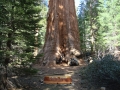 Sequoia NP